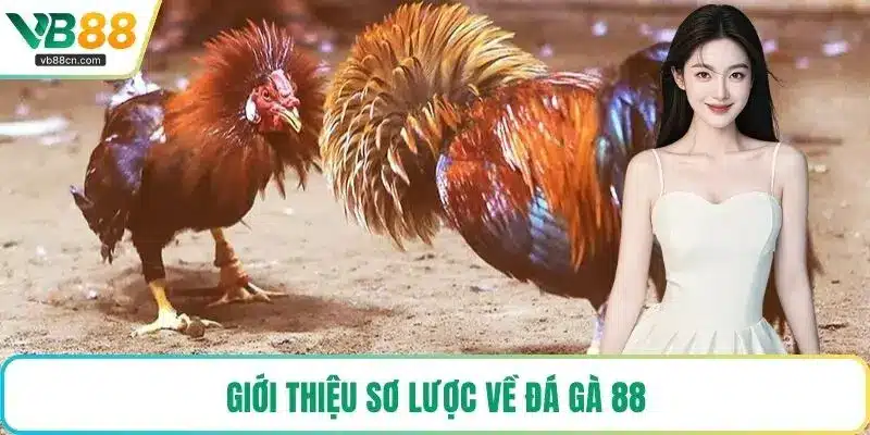 Giới thiệu sơ lược về đá gà 88
